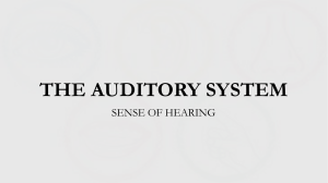 the auditory system