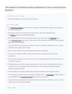 The basement membrane anchors epithelium to the