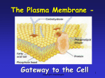 Plasma Membrane - Warren County Schools