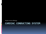 Cardiac Conducting System