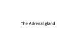 The Adrenal gland