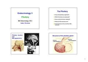 Pituitary lecture slides
