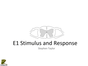 E1 Stimulus and Response