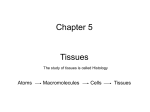 Chapter 5 - Tissues PPT