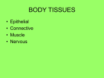 body tissues - De Anza College