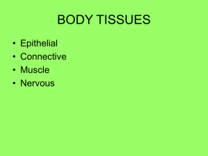 body tissues - De Anza College