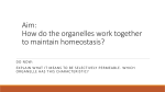 Aim: How do the organelles work together to maintain homeostasis?