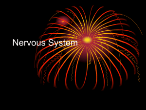 Nervous System