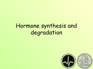 Hormone synthesis and degradation