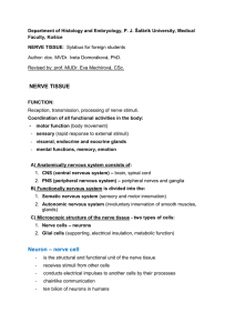 Nerve tissue for stu..