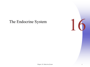 Chapter 16: Endocrine System