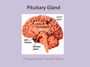 Pituitary Gland