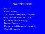 Neurophysiology