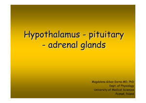 Hypothalamus - pituitary