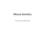 Mouse-genetics-final-exam