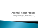 Animal Respiration