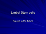 Limbal Stem cells - An eye to the future Part 1
