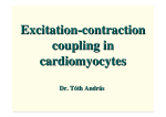 Excitation-contraction coupling in cardiomyocytes