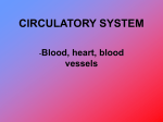 CIRCULATORY SYSTEM