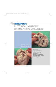 electrical anatomy of the atrial chambers