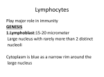 Lymphocytes - MBBS Students Club