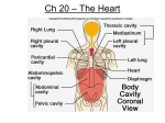 Ch 20 – The Heart
