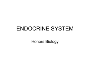 endocrine system - Fall River Public Schools