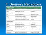 Sensory Receptors - Calgary Christian School