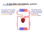 A double circulatory system - School