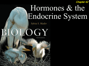 The Human Endocrine System