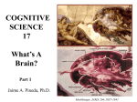 What`s a Brain - UCSD Cognitive Science