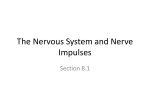 Topic 8.1 Neurones and nervous responses File