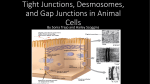 Tight Junctions, Desmosomes, and Gap Junctions in Animal Cells