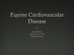 Equine Cardiovascular Disease