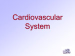 Cardiovascular System