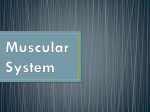 Muscular System Power Point