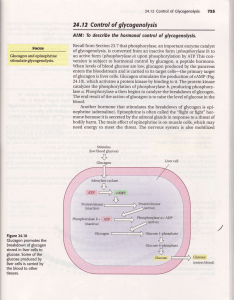 24.12 Control of glycogenolysis