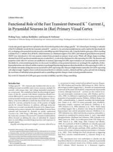 Functional Role of the Fast Transient Outward K Current IA in