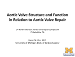 Aortic Valve Structure and Function in Relation to Aortic Valve Repair