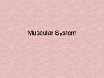 Muscular System - Town of Mansfield, CT