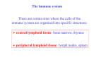 There are certain sites where the cells of the immune system are