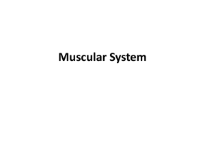 Muscular System - Anoka-Hennepin School District