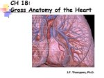 Chapter 18 The Cardiovascular System - The Heart