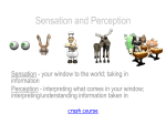 Sensation and Perception