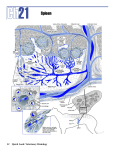 TNM HistologyGuts