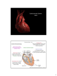 Cardiovascular System: Heart