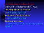 General plan of the mammalian circulatory system