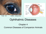 Ophthalmic Diseases - Catherine Huff`s Site