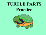 Turtle parts