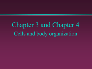 CELL BODY